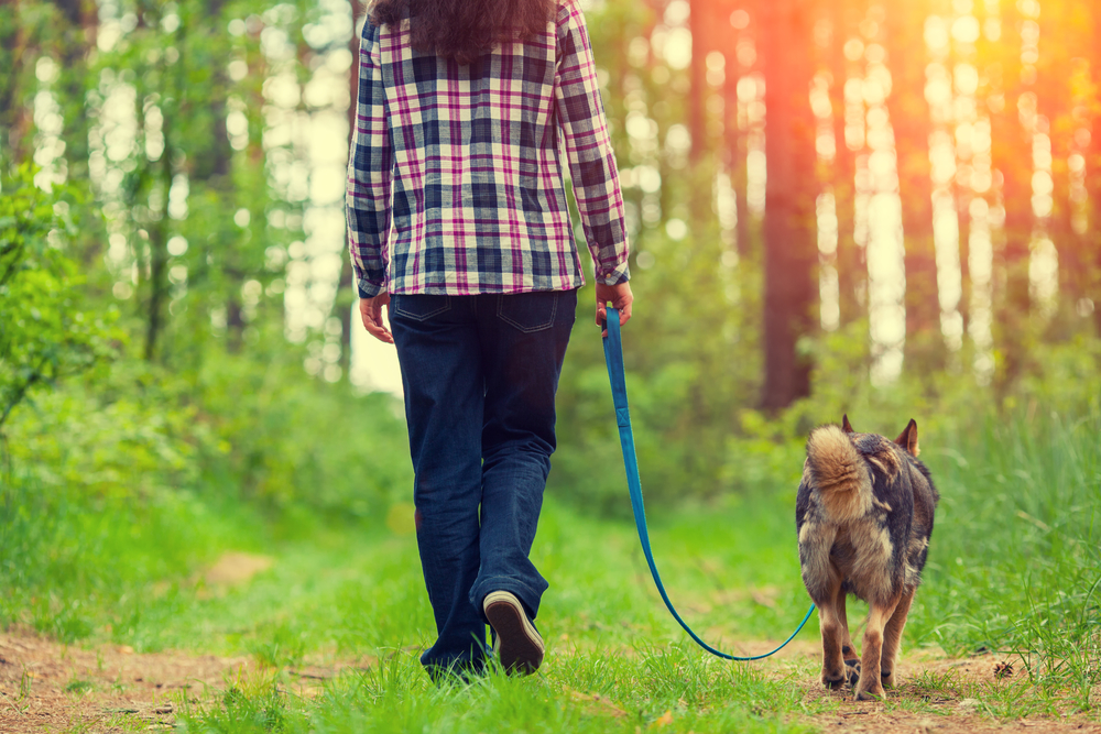 Everything You Need to Caravan with Your Dog